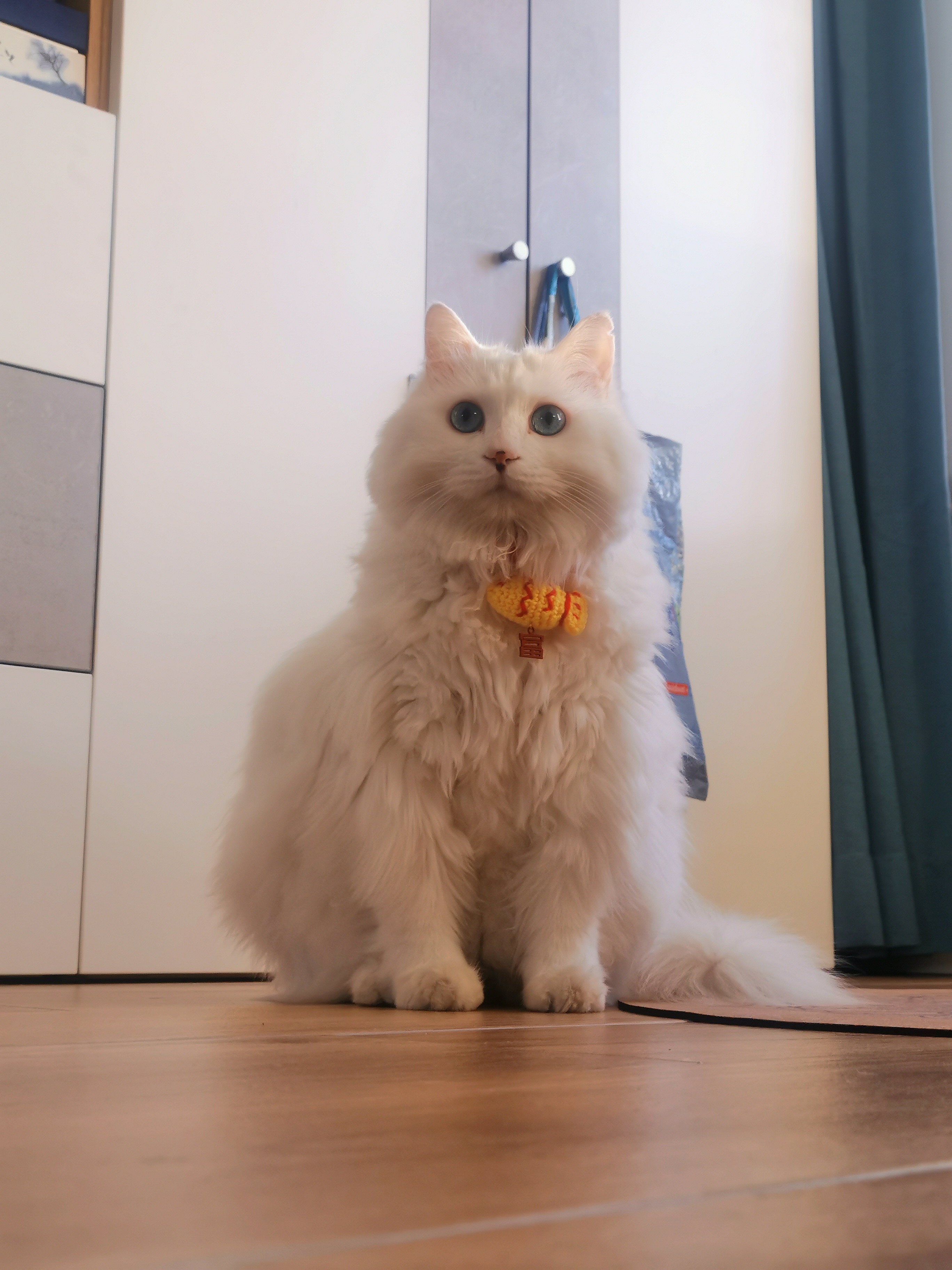 cat sitting on floor with knitted fish colar