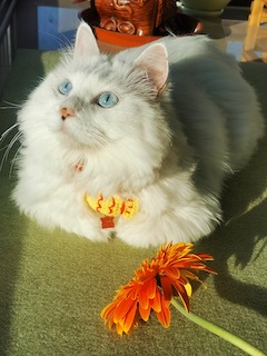 cat with flower sun-bathing