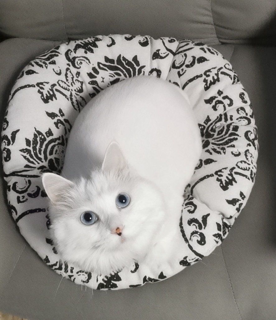 cat sitting on round cotton pad