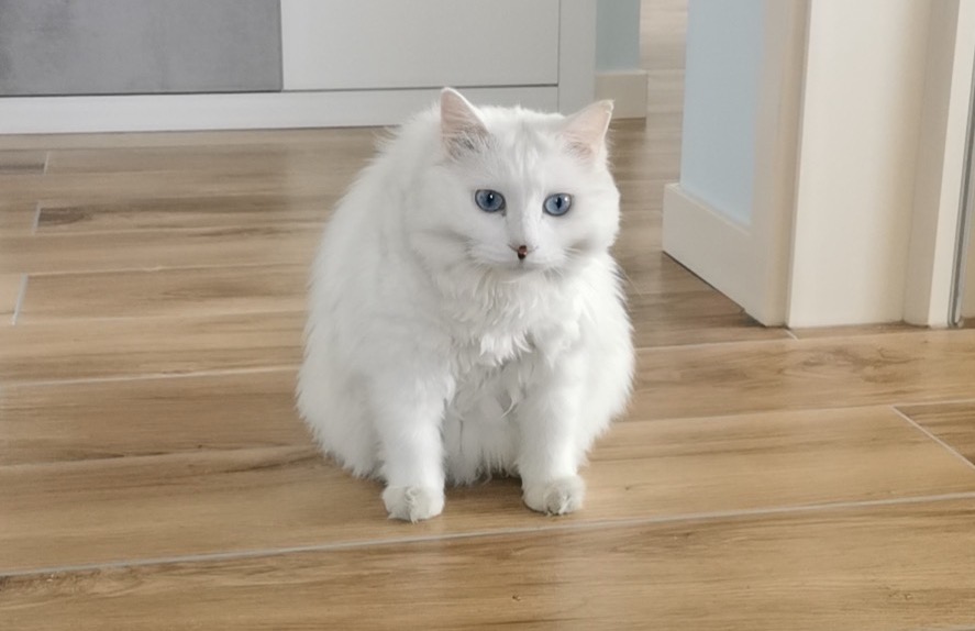 cat sitting on floor staring at owner