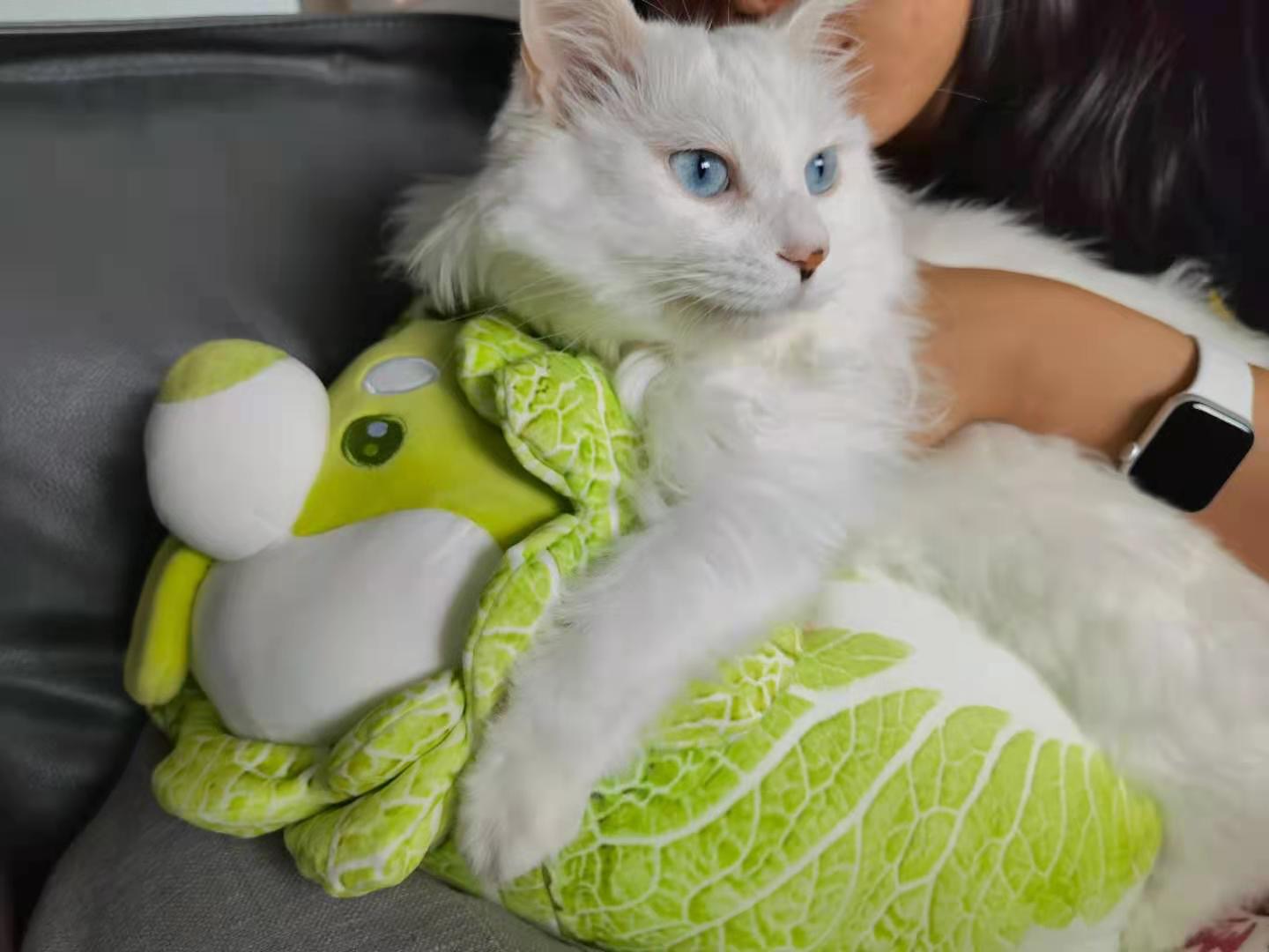 cat being put on plushie by owner