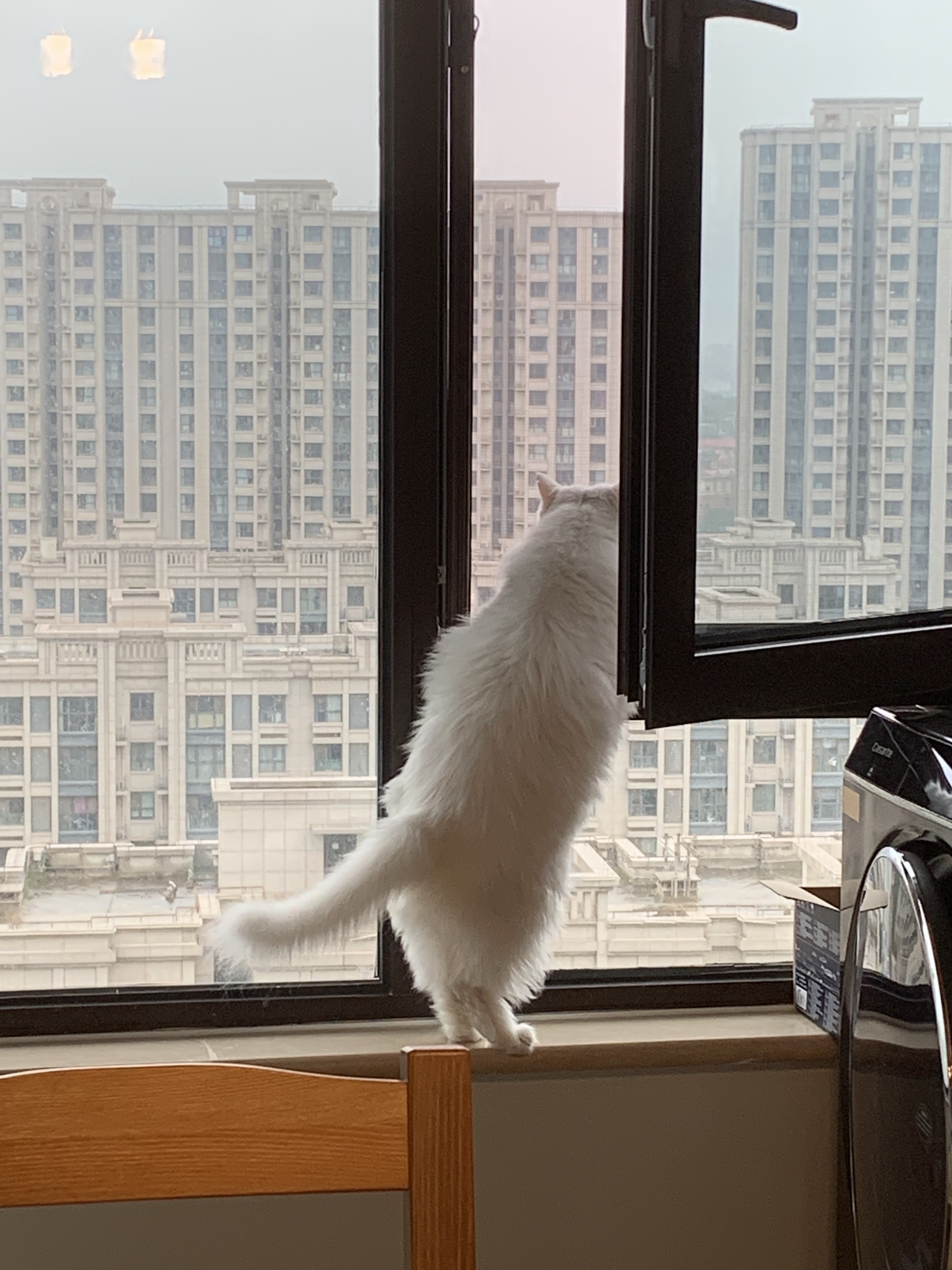 cat standing on legs looking out the window