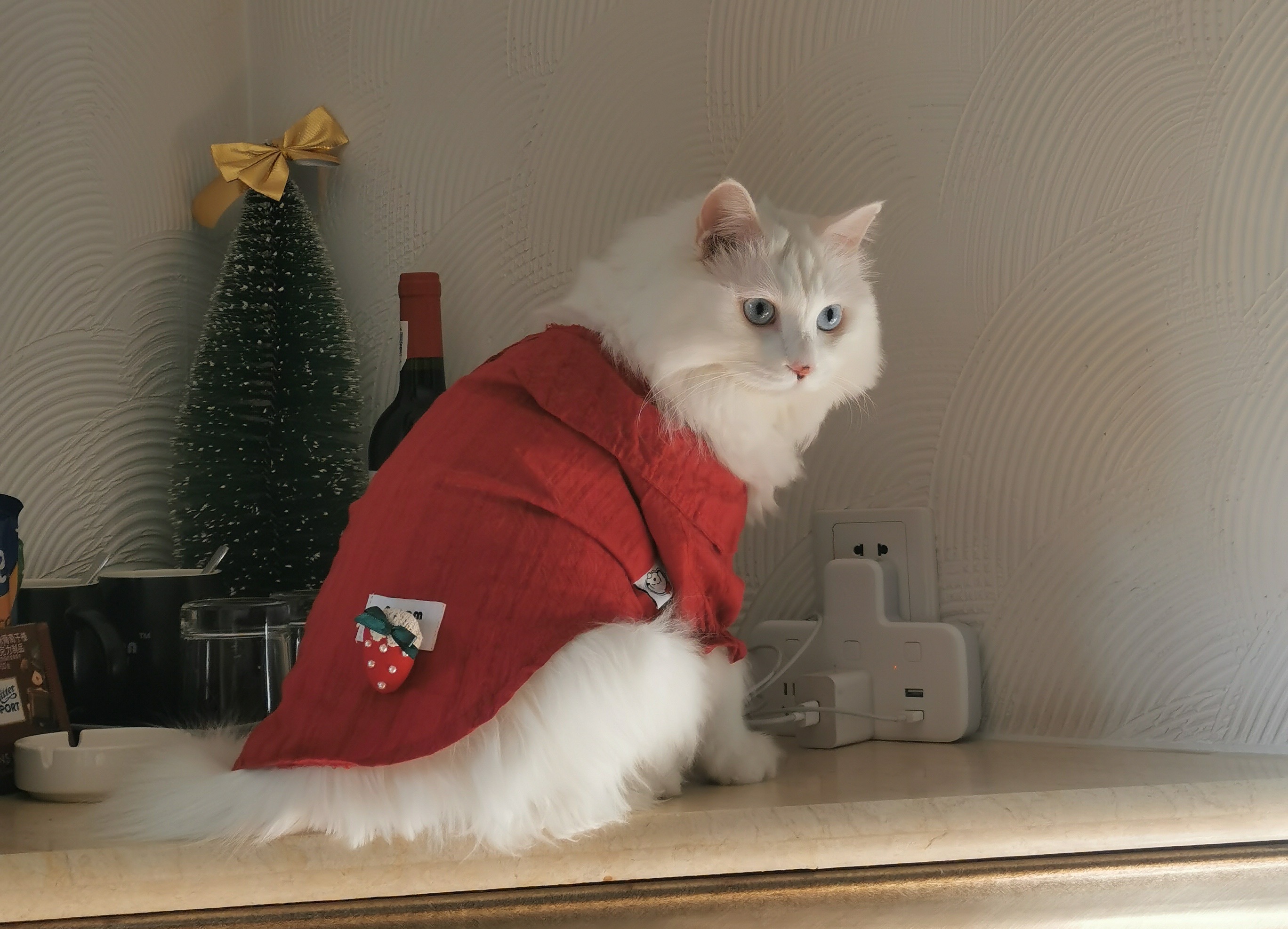 cat wearing clothes posing for Christmas